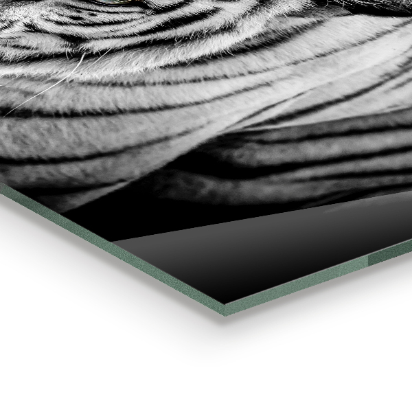 Pannello paraschizzi cucina Tigre siberiana bianca