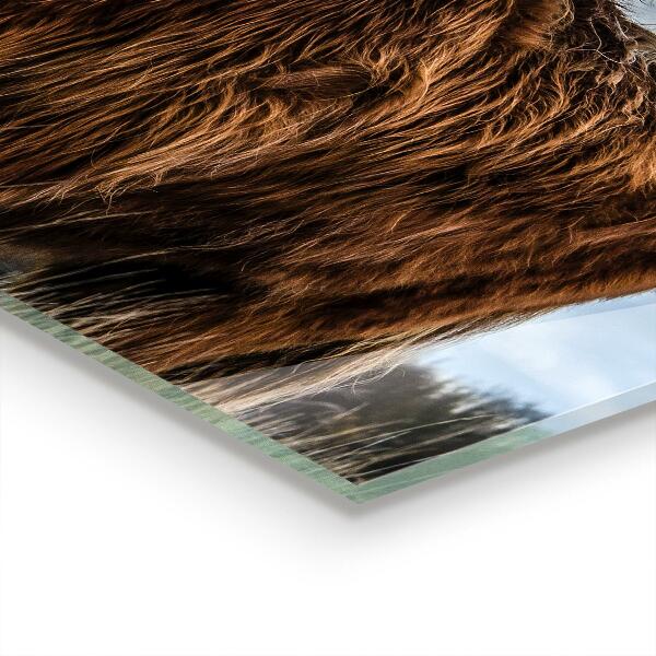 Pannello paraschizzi cucina Mucca boho dell'altopiano