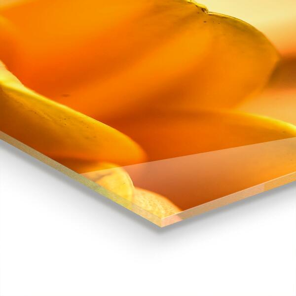 Pannello paraschizzi cucina Fiore di gerber