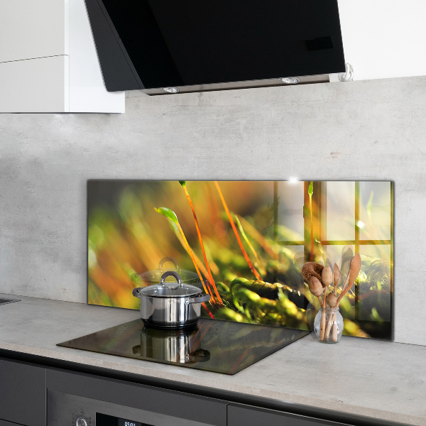 Pannello paraschizzi cucina Dettagli del muschio di foresta