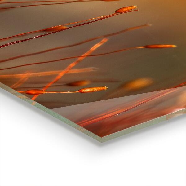 Pannello paraschizzi cucina Campo di grano al tramonto