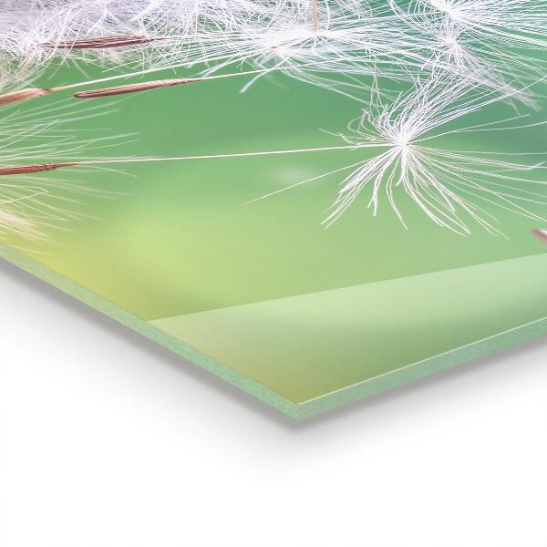 Pannello paraschizzi cucina Dente di leone dente di leone nel vento