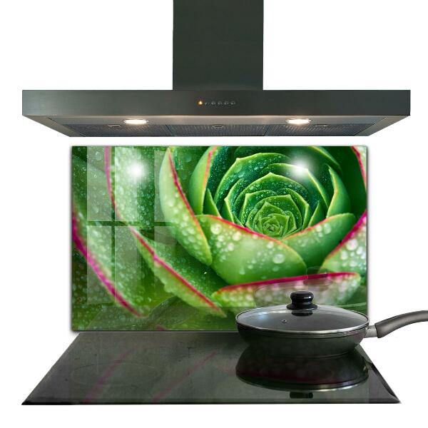 Pannello retrocucina Succulente giardino verde skalnik