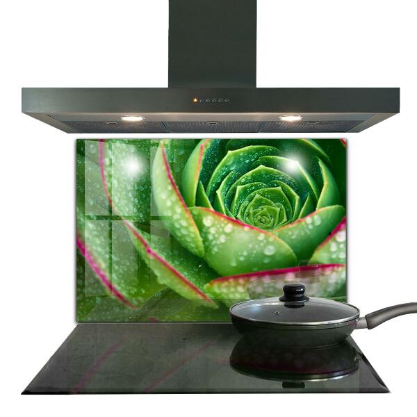 Pannello retrocucina Succulente giardino verde skalnik