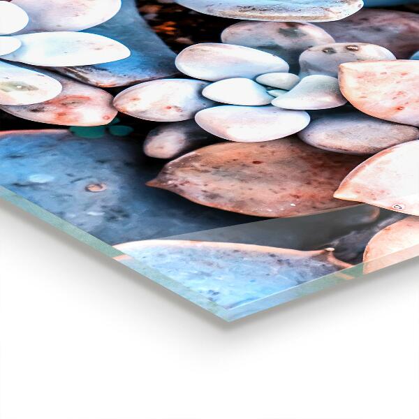 Pannello retrocucina Succulente colorate