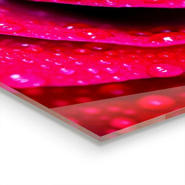 Pannello retrocucina Rosa simbolo dell'amore