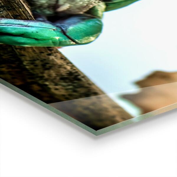 Pannello paraschizzi cucina Rana curiosa su una foglia