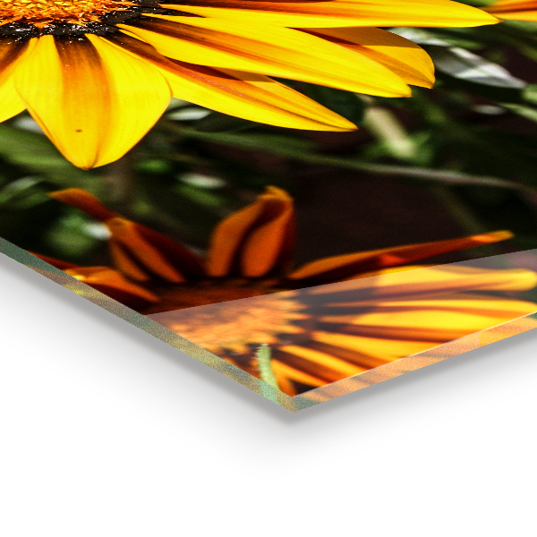 Pannello retrocucina Fiore giallo nel prato