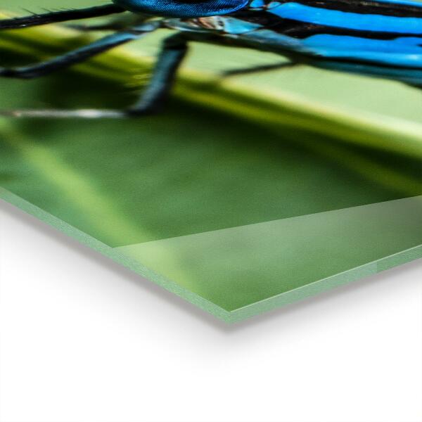 Pannello paraschizzi cucina Libellula sulla foglia