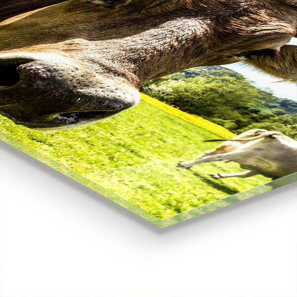 Pannello paraschizzi cucina Polo krowa per il clima rurale