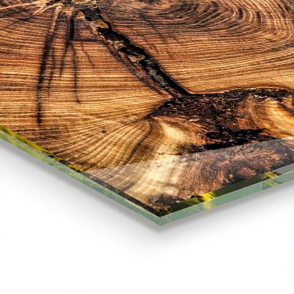 Pannello paraschizzi cucina Struttura del tronco