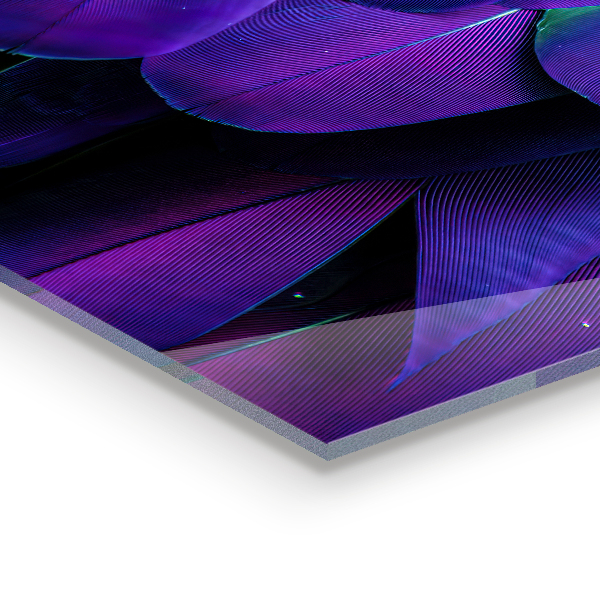 Pannello paraschizzi cucina Piume di uccelli esotici