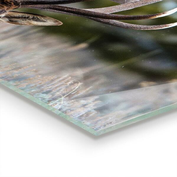 Pannello paraschizzi cucina Fauna selvatica dei cervi