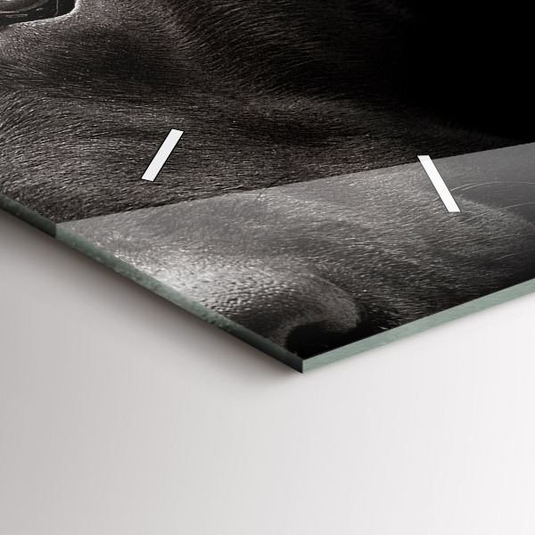 Orologio rettangolare Cane e gatto Scottish Fold